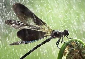 雨中蜻蜓