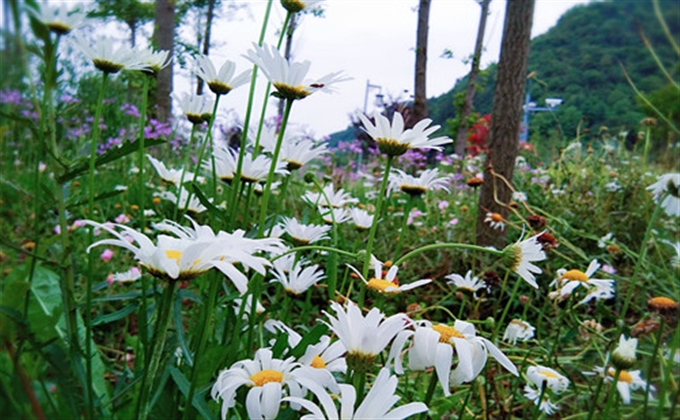 糯東煤礦：白菊