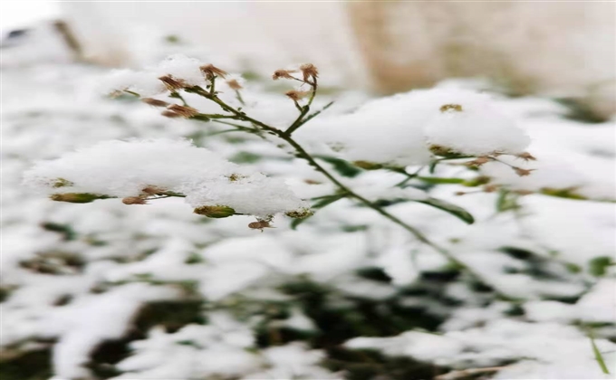 銀裝素裹 雪壓冬枝