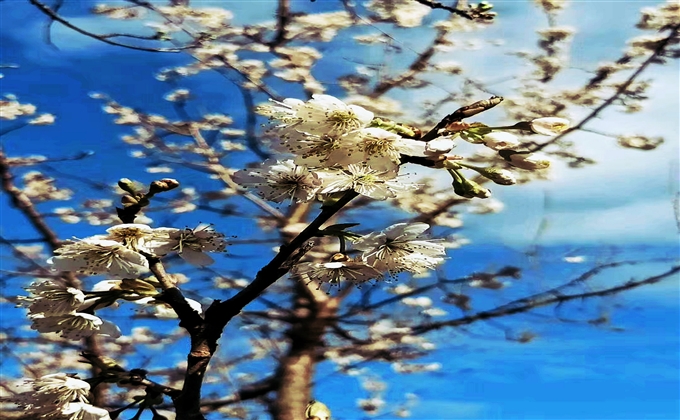 又到山花爛漫時(shí)，春風(fēng)扶搖花滿地。---何建民