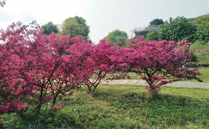 又到烏木苑，已隔數(shù)十天，滿園青草綠，碧空春陽(yáng)艷---何建民