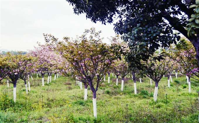 太極島上春又歸，草長(zhǎng)鶯飛櫻花紅---何建民