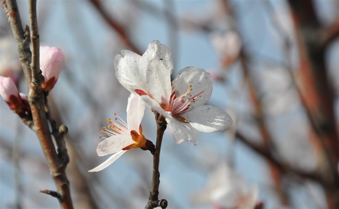 春暖花開(kāi)