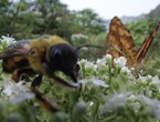 蜂蝶采蜜忙 楊林森/攝影