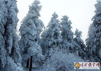 雪松