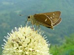 蝶舞芳菲 范建國攝影作品