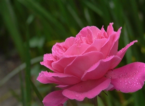 雨后花兒 宋英莉攝影作品