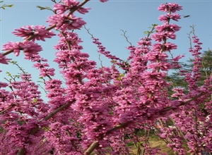 張愛芳:繁花之美