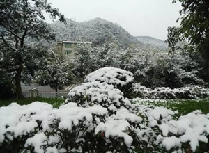 蔣文靜:故 鄉(xiāng) 的 雪