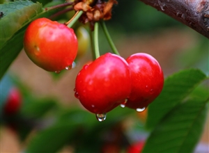 《雨露櫻桃艷》攝影：李新文