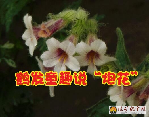 馬關(guān)鎖：鶴發(fā)童趣說(shuō)“炮花”