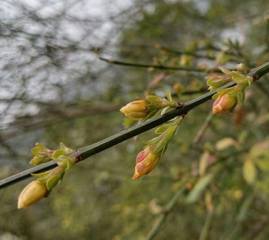 南方春早 迎春花開