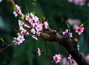 花開正盛