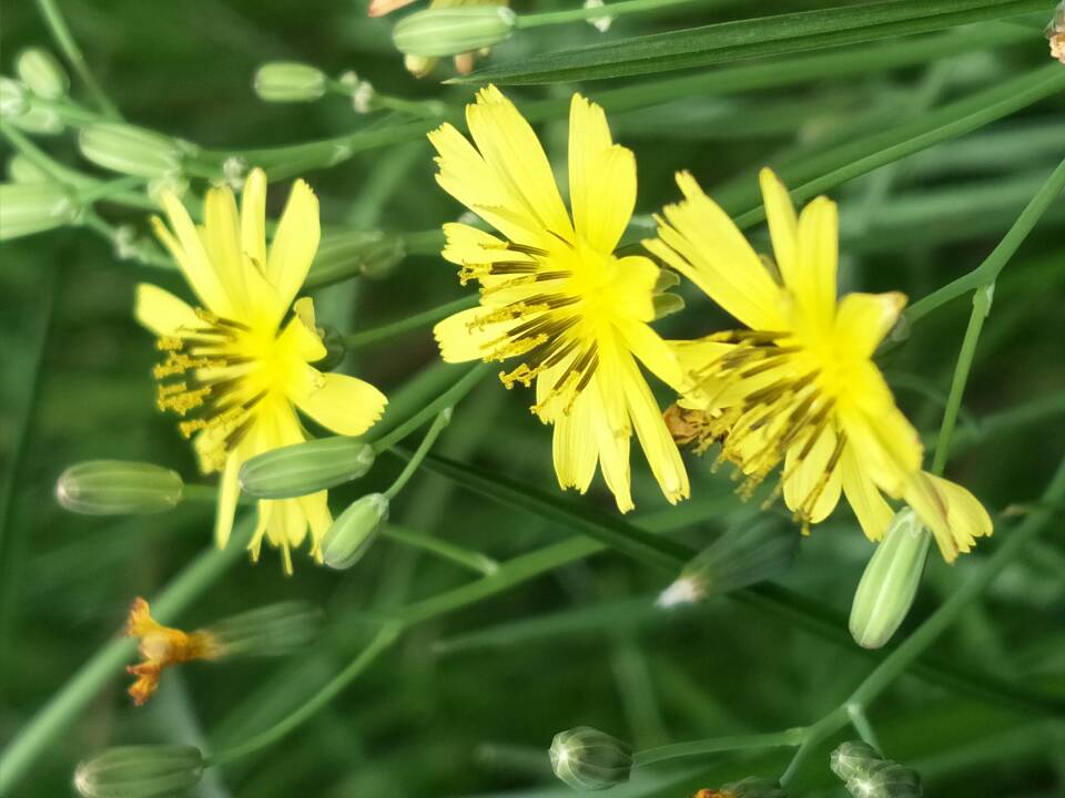 春花-張福樂