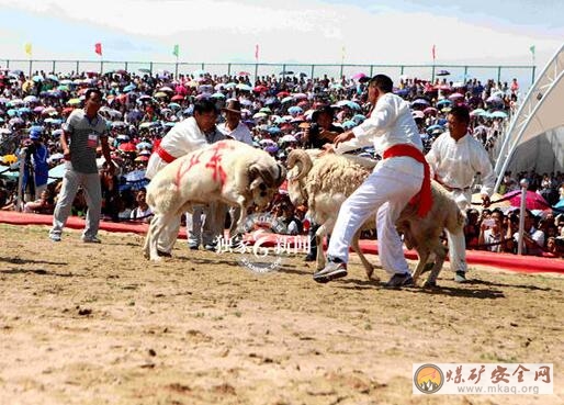 尚義縣十三屆賽羊會(huì)將于7月16日拉開帷幕