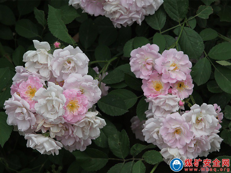 任樓煤礦：月季花開(kāi)香滿園